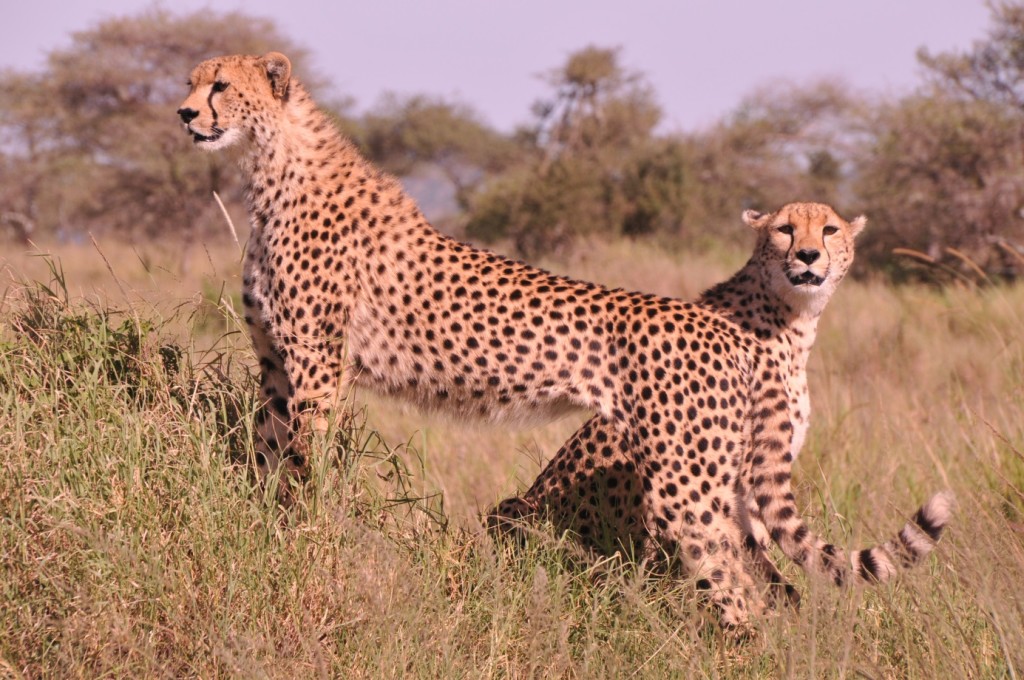 Serengeti Kaplanları