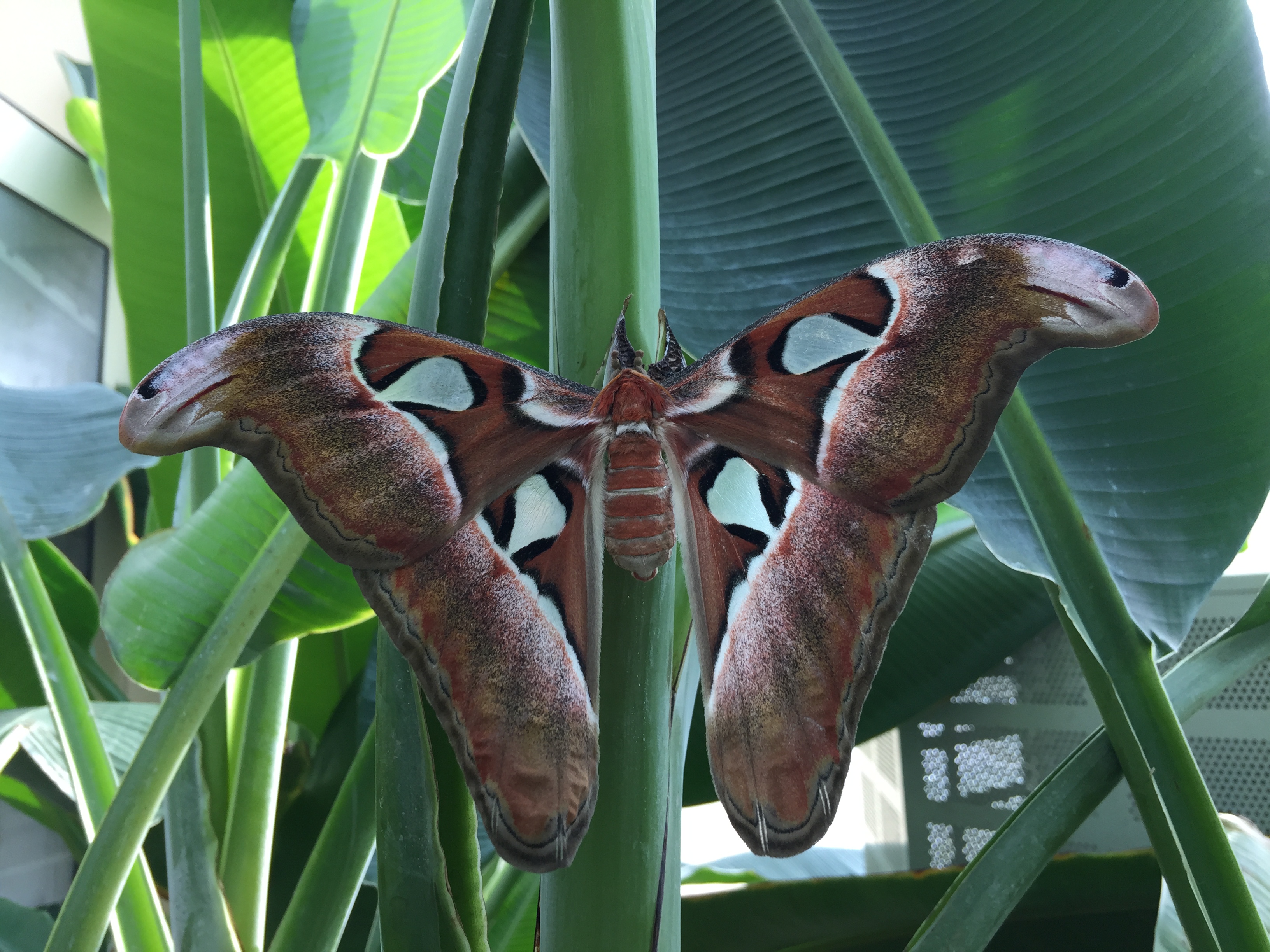 Konya Tropikal Kelebek Bahçesinde dünyanın en büyük kelebeği : Atlas